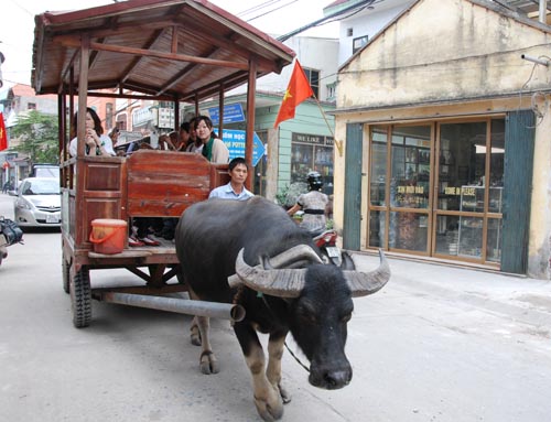 Du lịch xe trâu tại Bát Tràng
